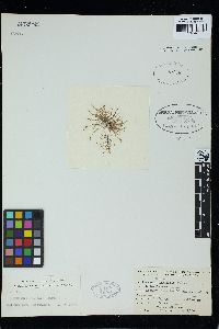 Laurencia gracilis image