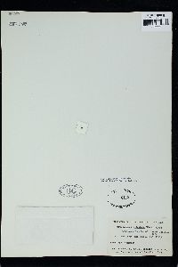 Haraldiophyllum crispatum image