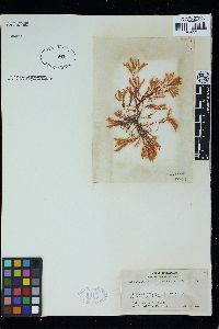 Lophocladia trichoclados image