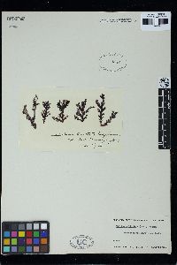 Pneophyllum limitatum image