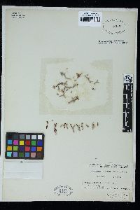 Pachyarthron cretaceum image