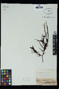 Pachymenia lusoria image