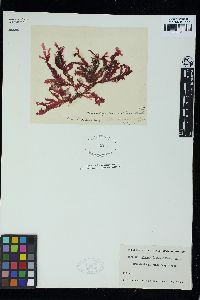 Phycodrys rubens image