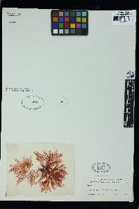 Plocamium leptophyllum image