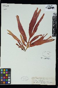 Palmaria palmata image