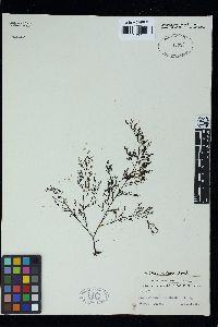Polysiphonia muelleriana image