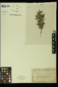 Polysiphonia foeniculacea image