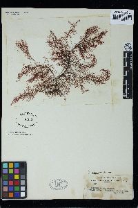 Polysiphonia abscissoides image