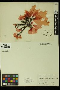 Rhodoglossum pulchrum image