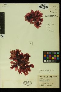 Sebdenia limensis image