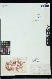 Seirospora purpurea image