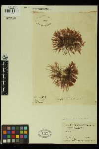 Wollastoniella mucronata image