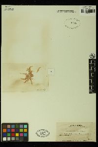 Wrangelia bicuspidata image