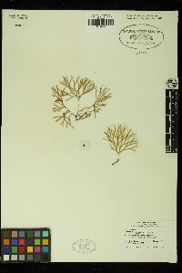 Rhodymenia dawsonii image