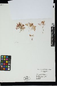Image of Spirocladia barodensis