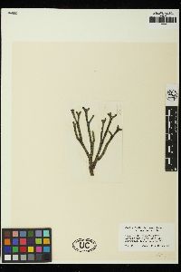 Codium fragile subsp. tasmanicum image