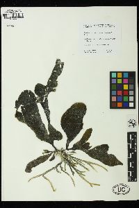 Codium latum subsp. palmeri image