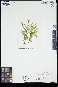 Umbraulva japonica image