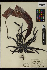 Alaria crassifolia image