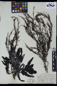 Sargassum confusum image