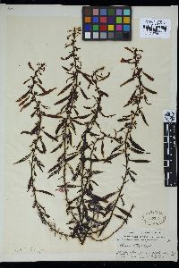 Sargassum confusum image