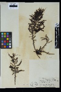 Sargassum thunbergii image