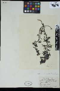 Sargassum fusiforme image