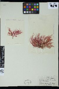 Ceramium japonicum image