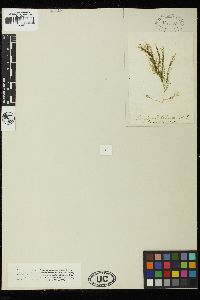 Bryopsis rhizophora image