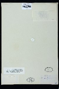 Microspora floccosa image