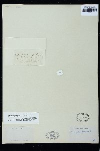 Microspora floccosa image