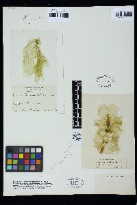 Monostroma latissimum image