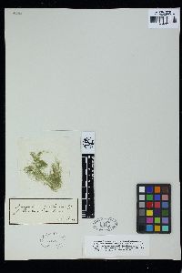 Oedogonium capillaceum image