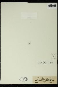 Staurastrum furcigerum image