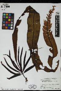 Alaria crassifolia image