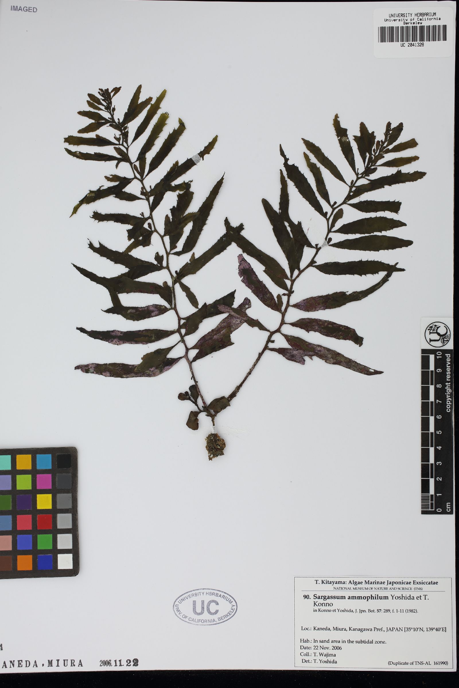 Sargassum ammophilum image