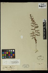 Sargassum dentifolium image