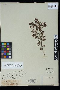 Sargassum subrepandum var. rueppellii image