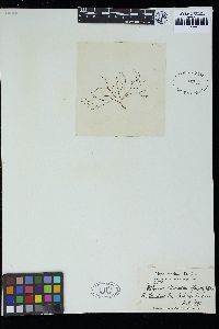 Stilophora nodulosa image