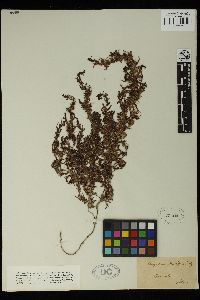 Sargassum dentifolium image