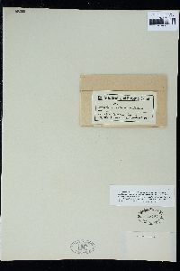 Pachyarthron cretaceum image