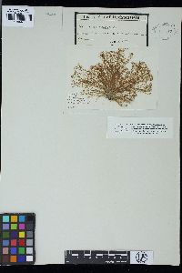 Ceramium elegans image
