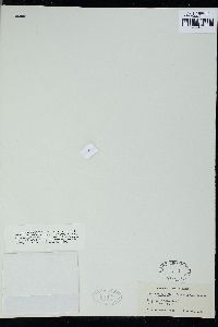 Cheilosporum proliferum image