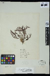 Cliftonaea pectinata image