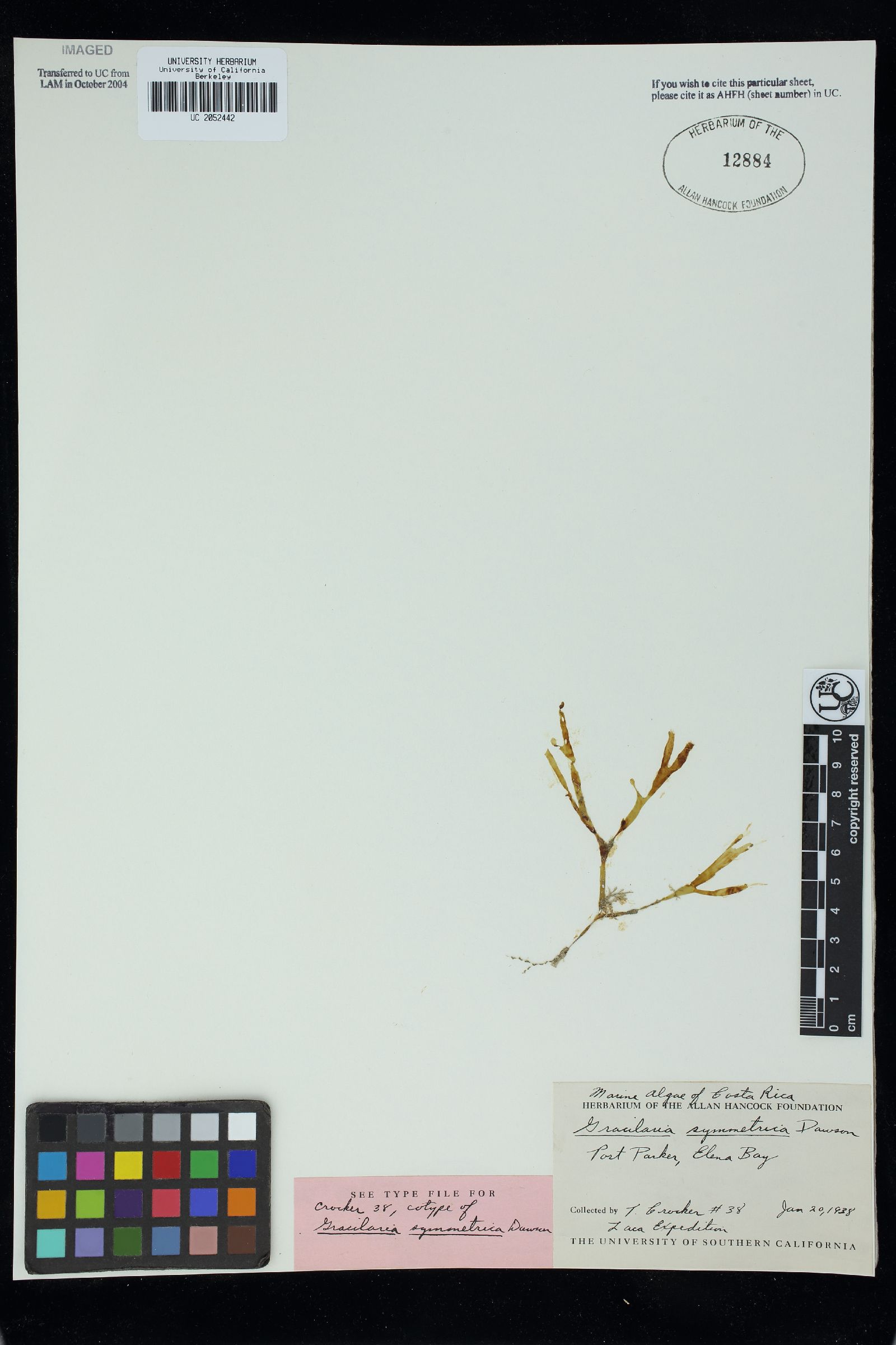 Gracilaria symmetrica image