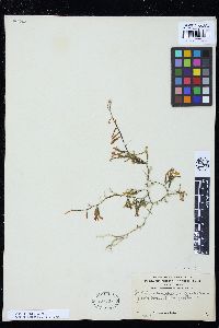 Caulerpa cupressoides var. lycopodium image