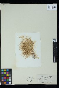 Herposiphonia pecten-veneris image