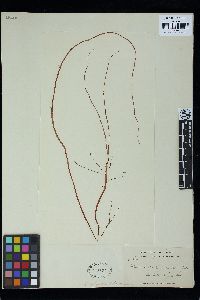 Helminthocladia calvadosii image