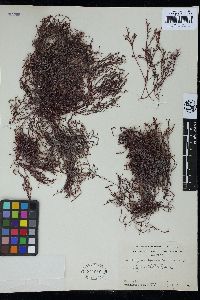 Corallopsis excavata image