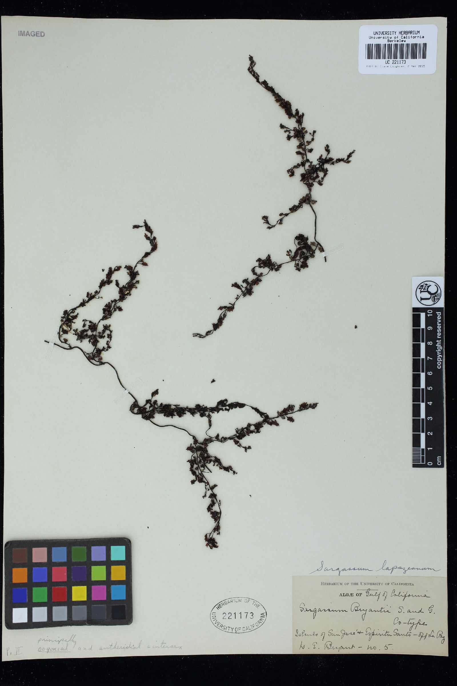 Sargassum lapazeanum image